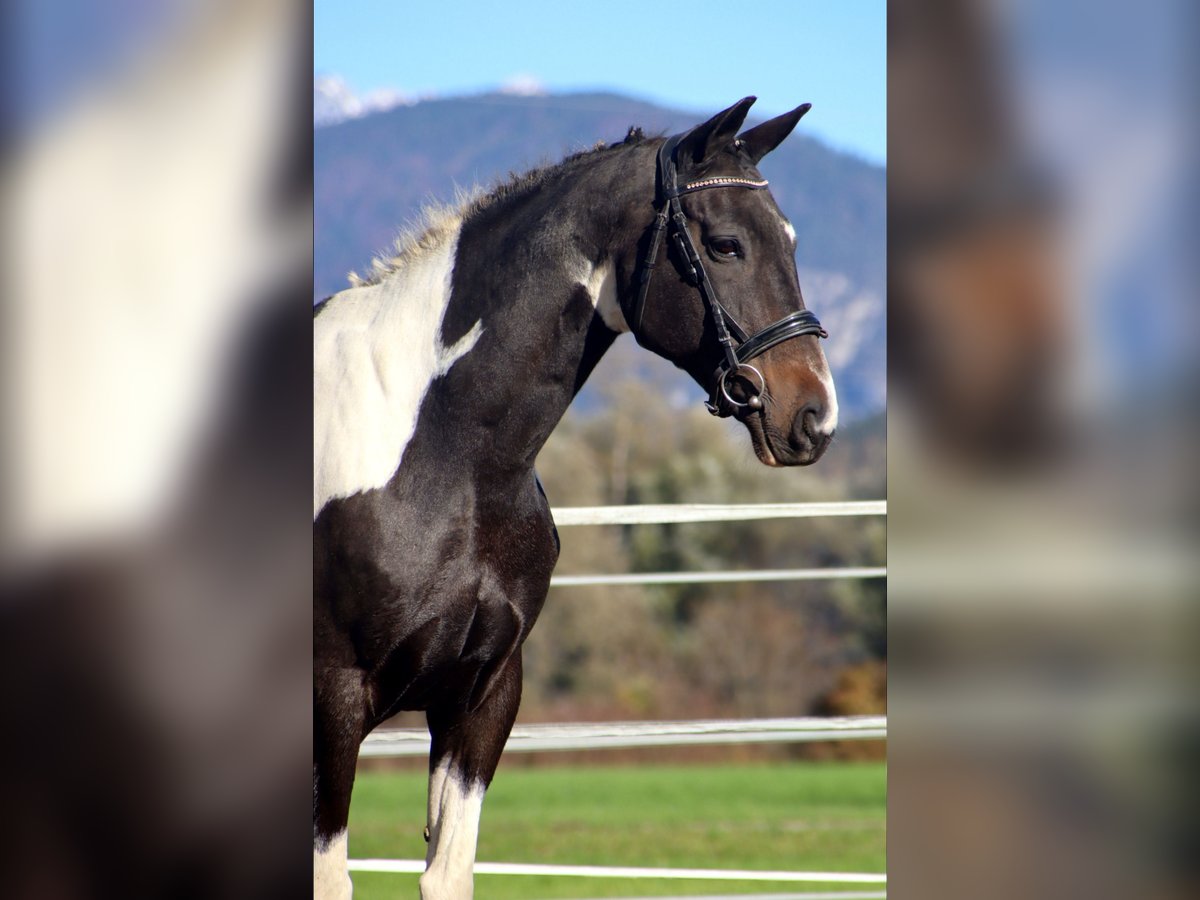 NRPS Gelding 13 years 15,2 hh Pinto in Kirchbichl
