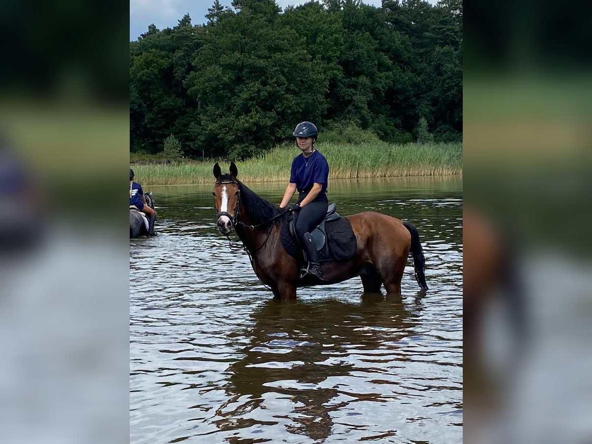 NRPS Gelding 15 years 14,1 hh Brown in Sittard