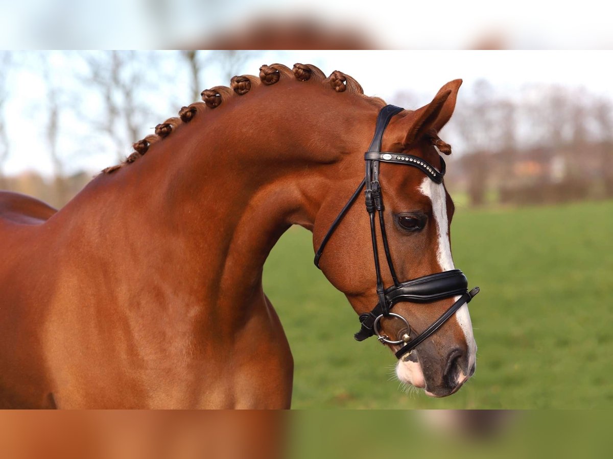 NRPS Gelding 15 years 14,2 hh Chestnut-Red in Schilde
