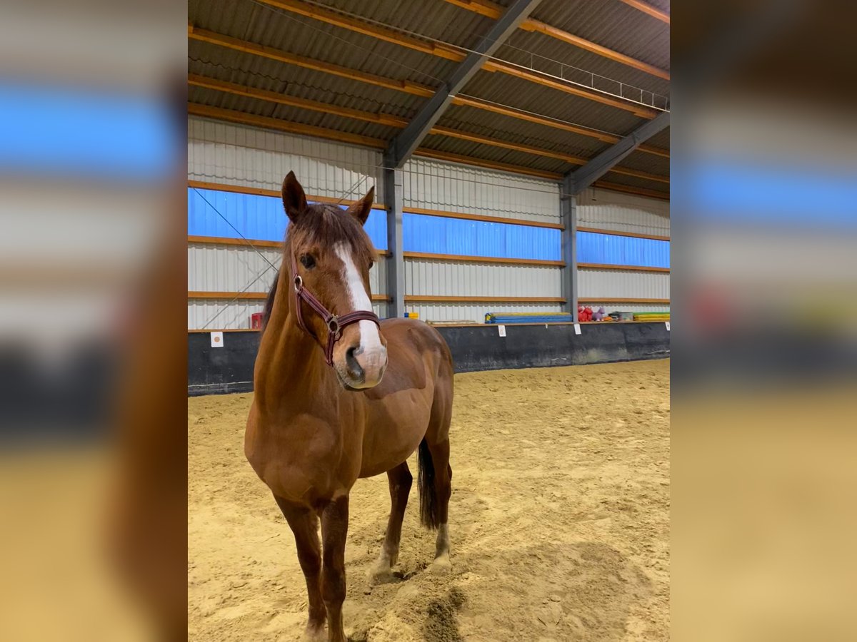 NRPS Gelding 16 years 14,1 hh Chestnut in Düsseldorf