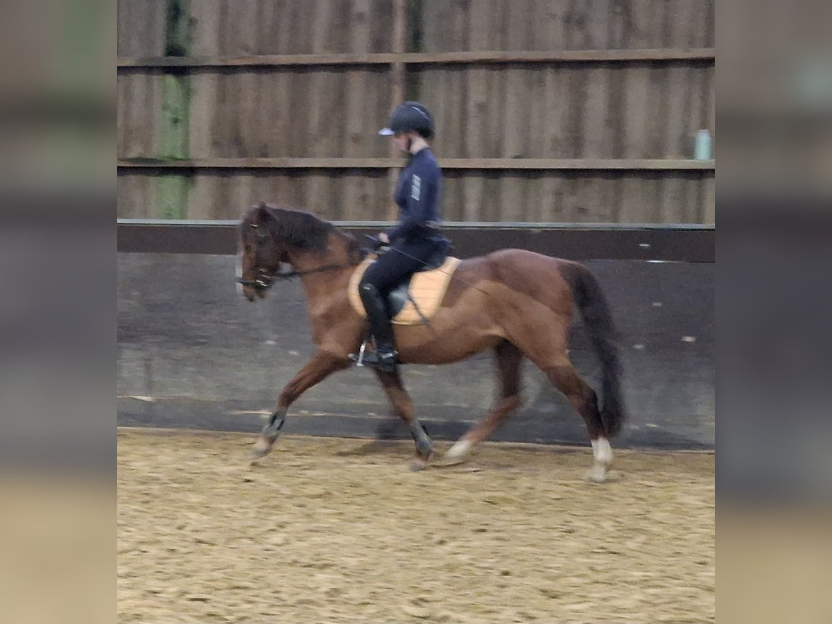 NRPS Gelding 16 years 14,1 hh Chestnut in Düsseldorf