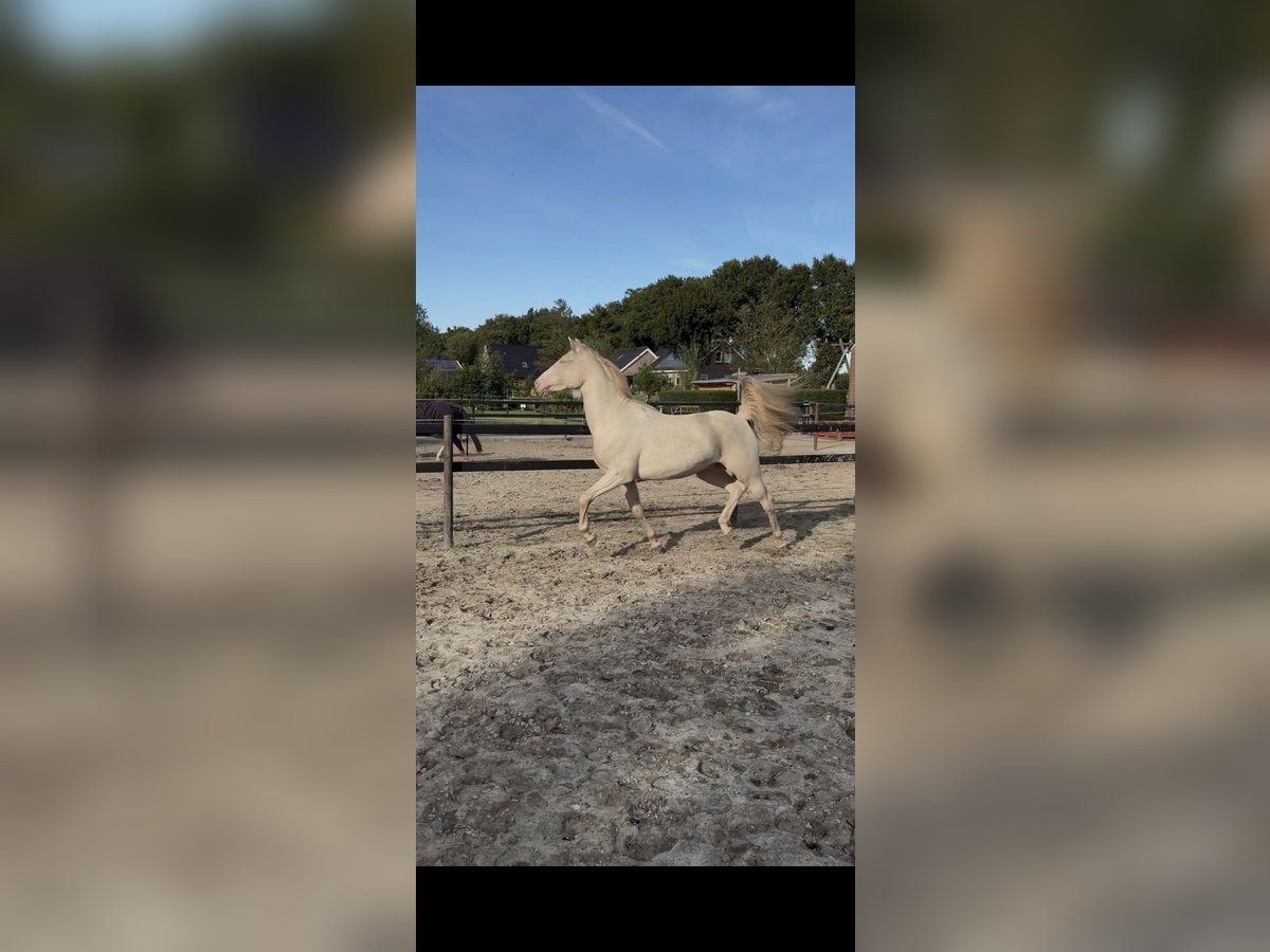 NRPS Gelding 2 years 13,3 hh Cremello in Veendam
