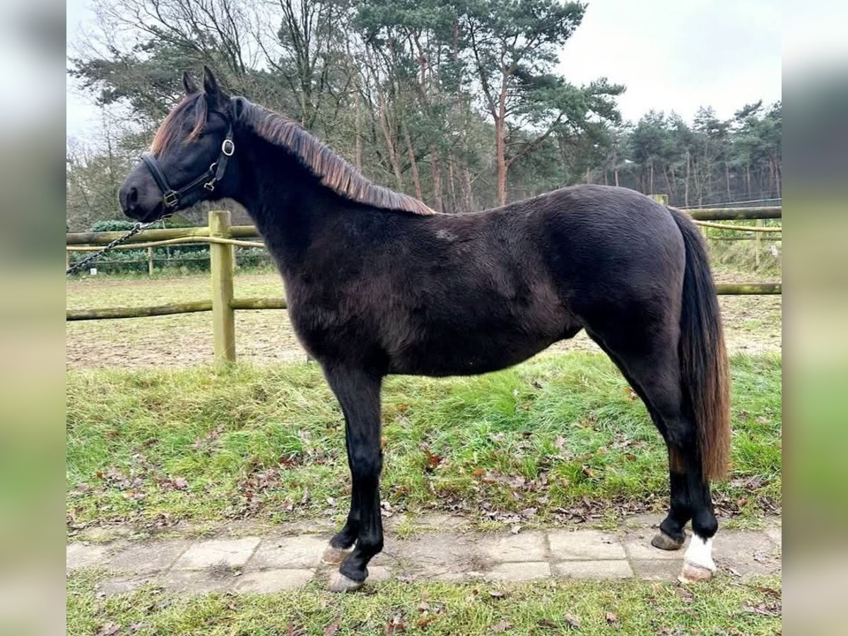 NRPS Gelding 2 years 14,2 hh Dun in Alpen