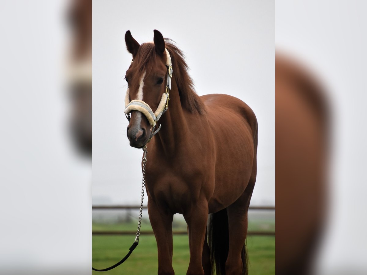 NRPS Gelding 2 years 15,1 hh Chestnut-Red in Oudewater