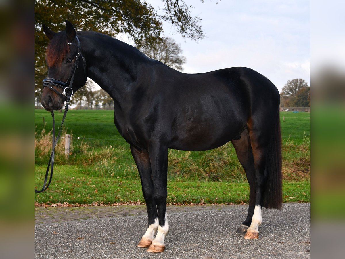 NRPS Gelding 3 years 13,1 hh Smoky-Black in Markelo