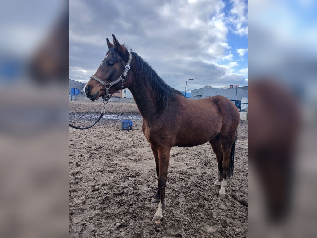 NRPS Mix Gelding 3 years 13,3 hh Brown in Hulshorst