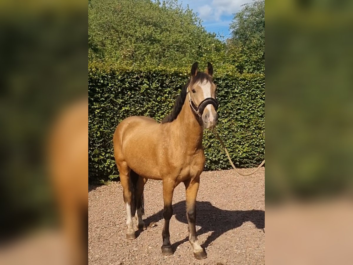 NRPS Gelding 3 years 13,1 hh Dun in Zwinderen