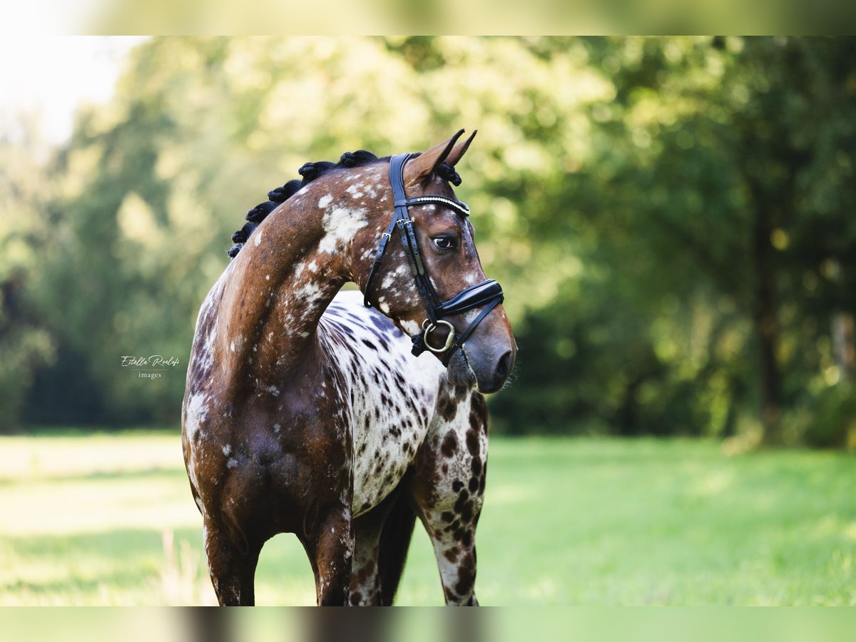 NRPS Gelding 3 years 14,1 hh Leopard-Piebald in Didam