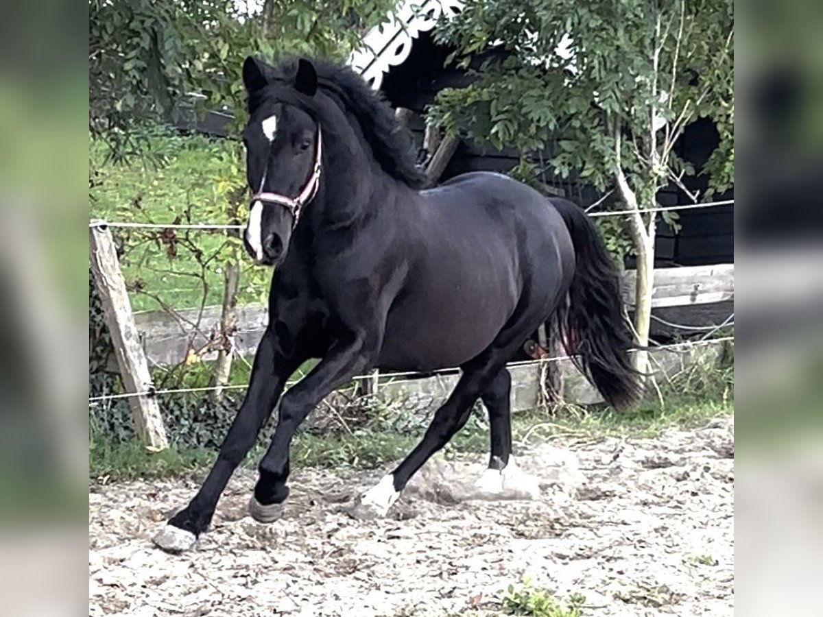 NRPS Gelding 3 years 14 hh Black in Zwartewaal