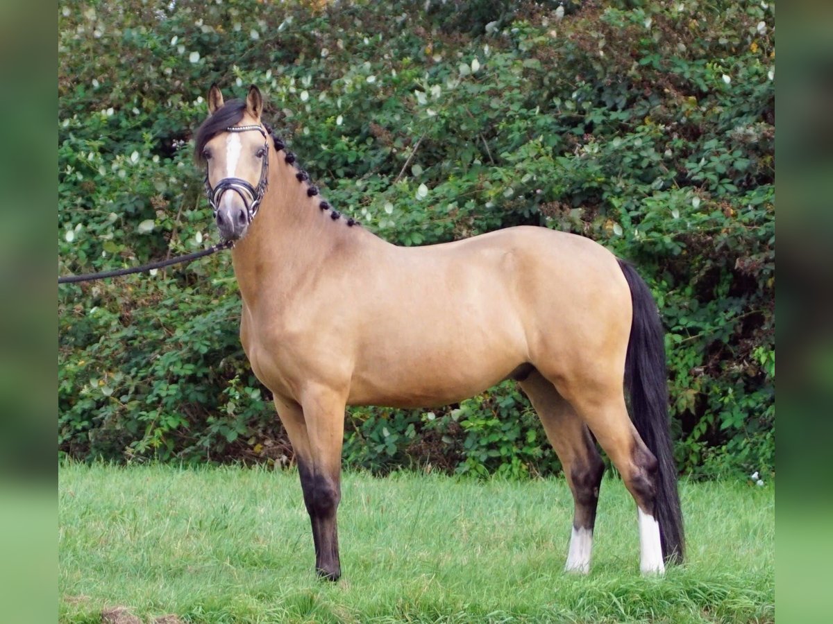 NRPS Gelding 3 years 14,1 hh Red Dun in Hellouw