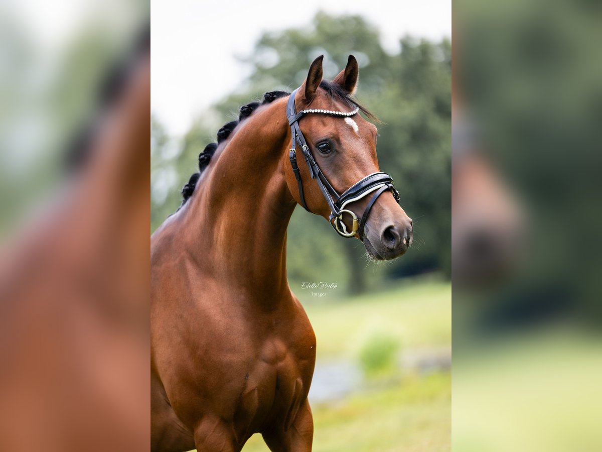 NRPS Gelding 3 years 15 hh Brown in Didam