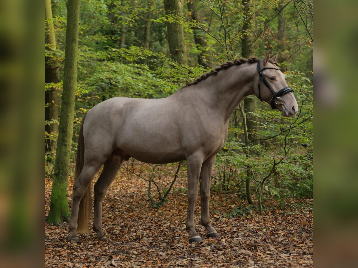 NRPS Gelding 3 years 15 hh Champagne in Heemskerk