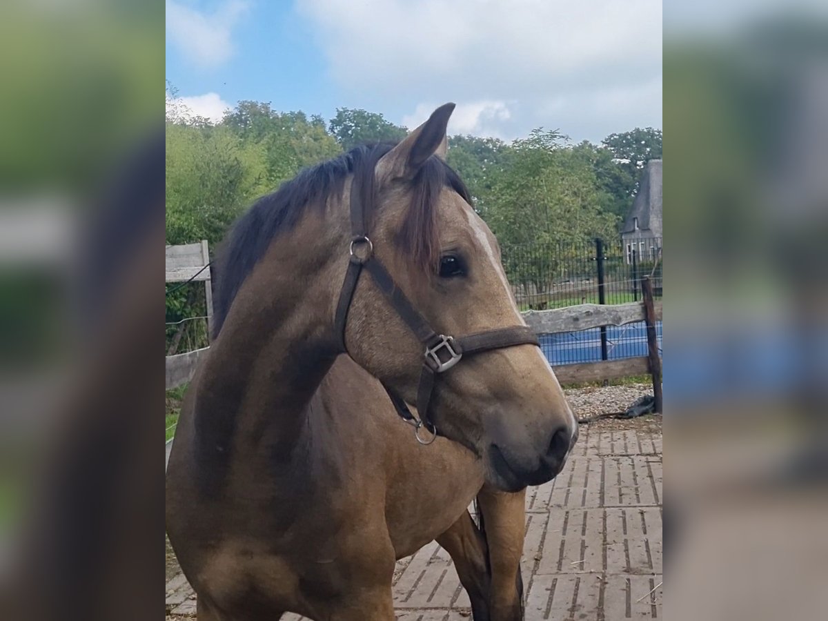 NRPS Gelding 3 years 15,1 hh Dun in Zwinderen