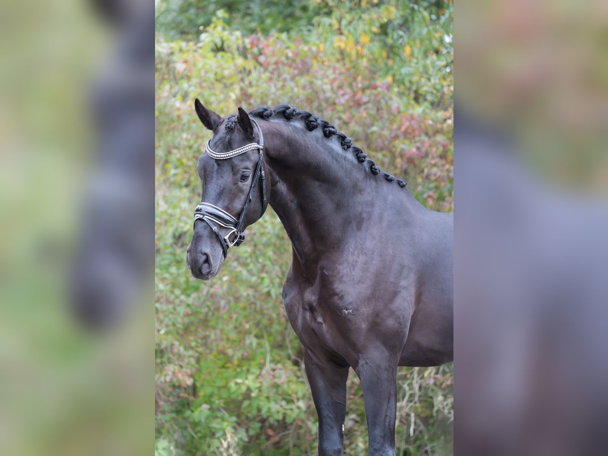 NRPS Gelding 3 years 16,2 hh Black in Oosterhout NRPS Gelding 3 years 16,2 hh Black in Oosterhout