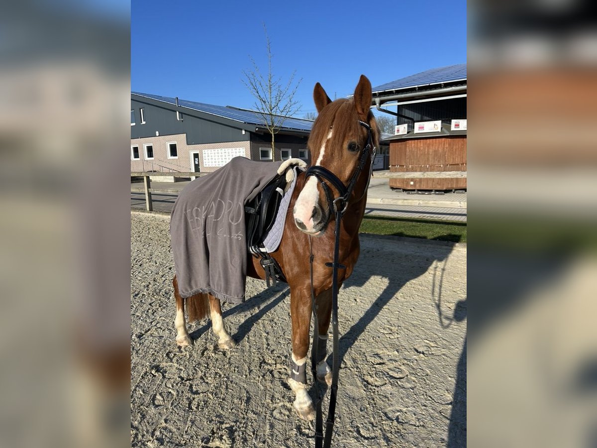 NRPS Gelding 4 years 14,1 hh Chestnut-Red in M&#xFC;nsterM&#xFC;nster