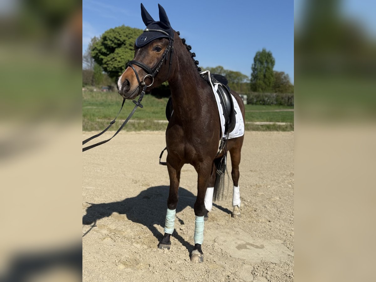 NRPS Gelding 4 years 14,1 hh Brown in Hünxe
