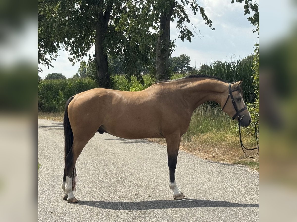 NRPS Gelding 4 years 14,1 hh Buckskin in Asten