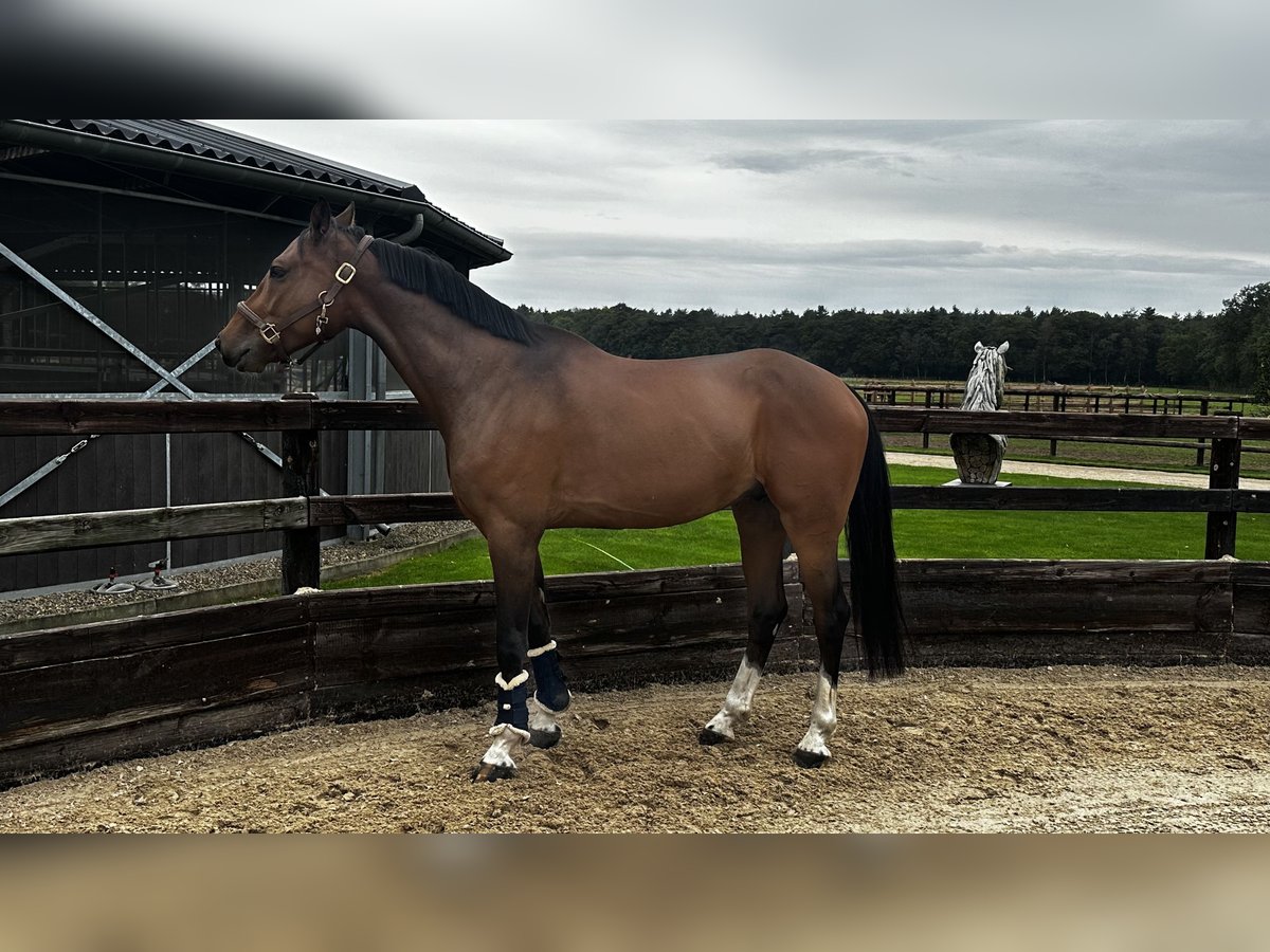 NRPS Gelding 4 years 16 hh Bay in Retie