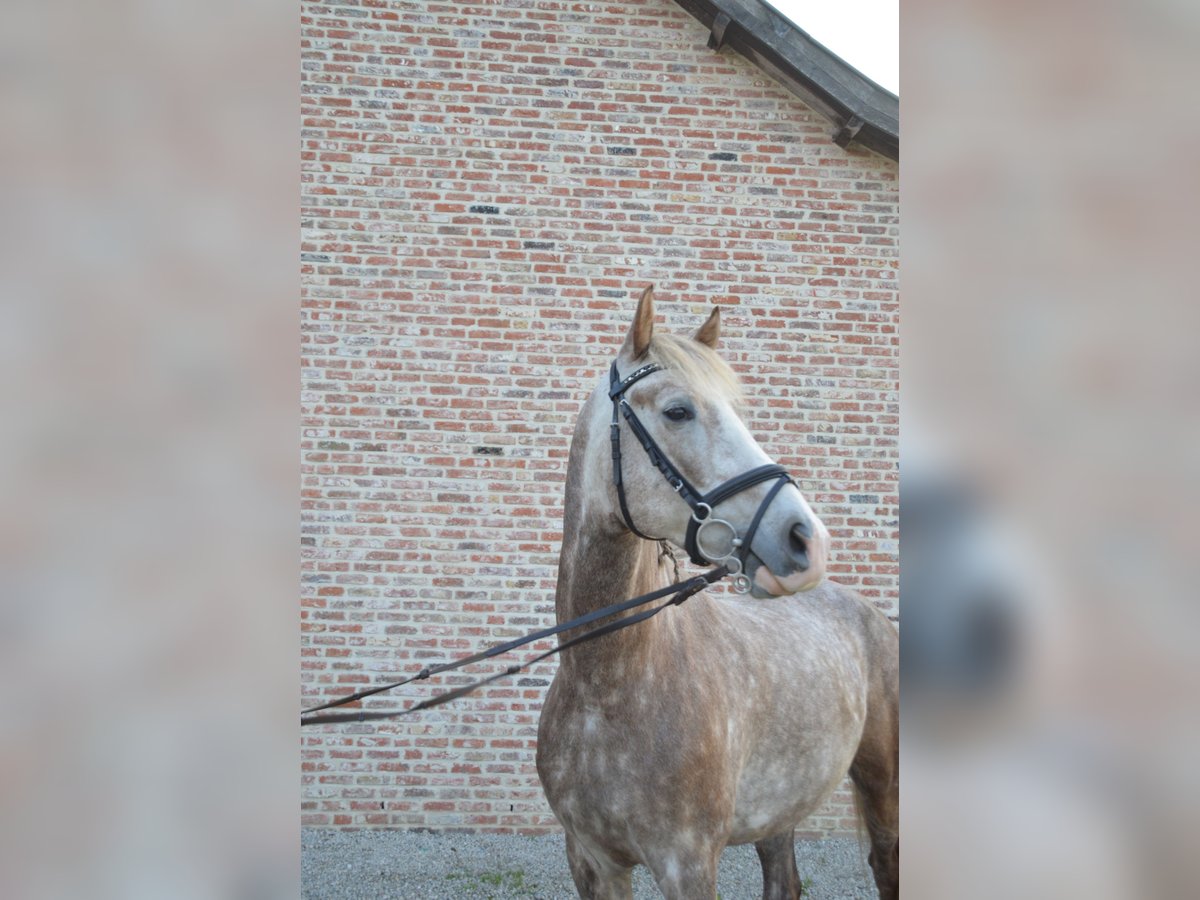 NRPS Gelding 5 years 14,1 hh Gray in GROTE-BROGEL