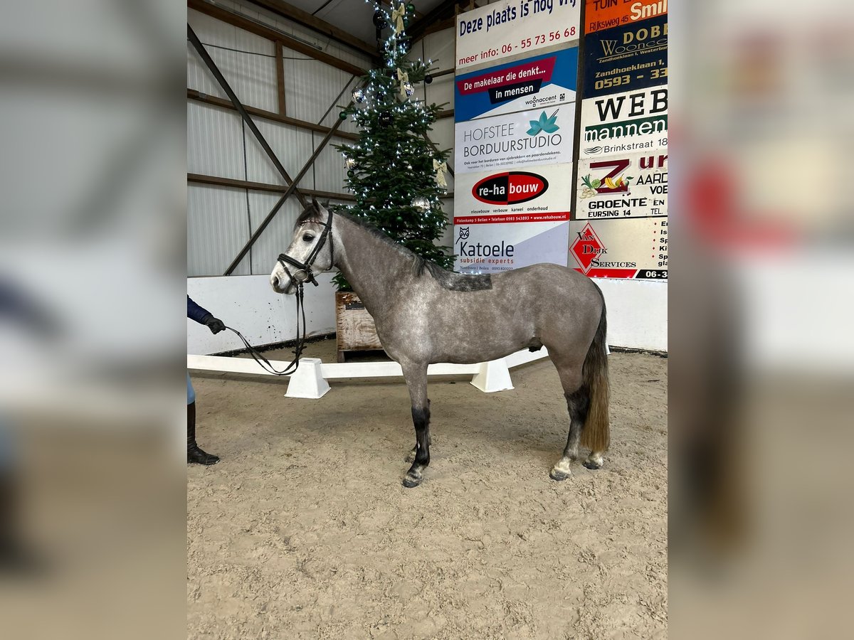 NRPS Gelding 5 years 14 hh Gray-Dark-Tan in Beilen