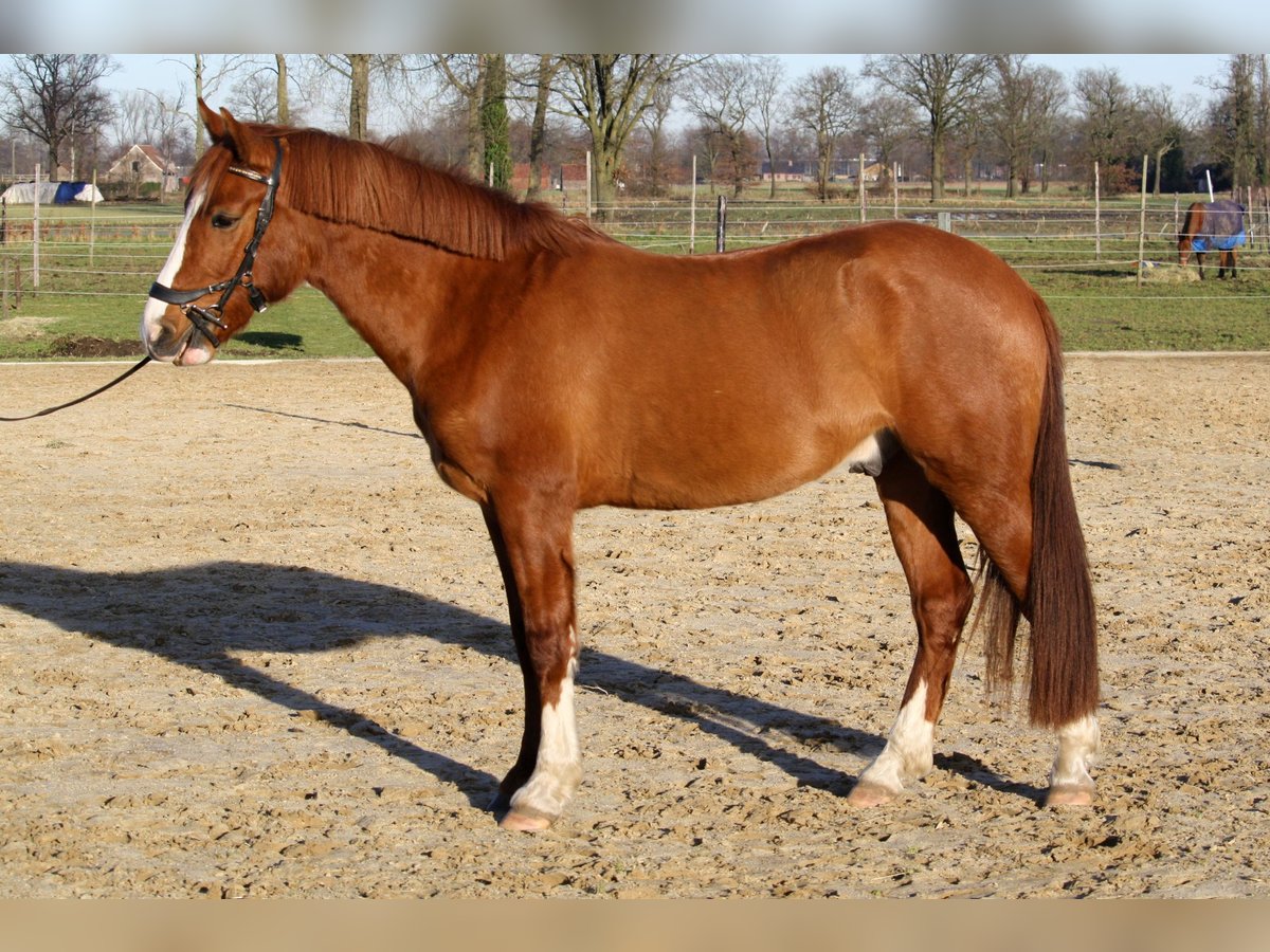 NRPS Mix Gelding 5 years 15 hh Chestnut in Paal