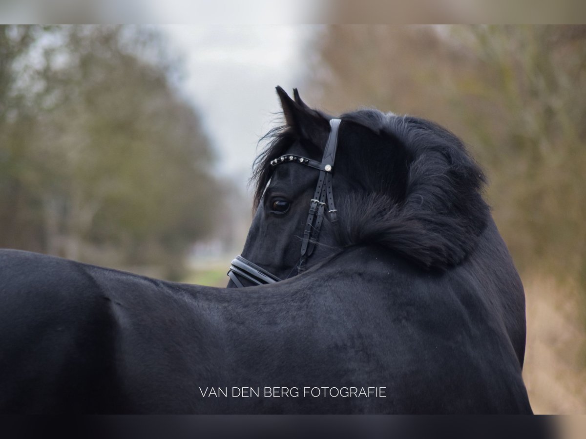 NRPS Gelding 5 years 16 hh Black in Aalsmeer