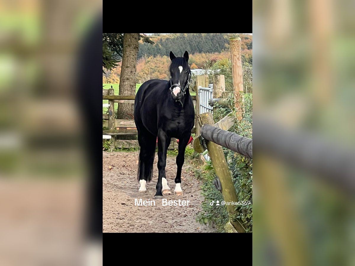 NRPS Gelding 5 years 16 hh Black in Stolberg (Rheinland)Stolberg