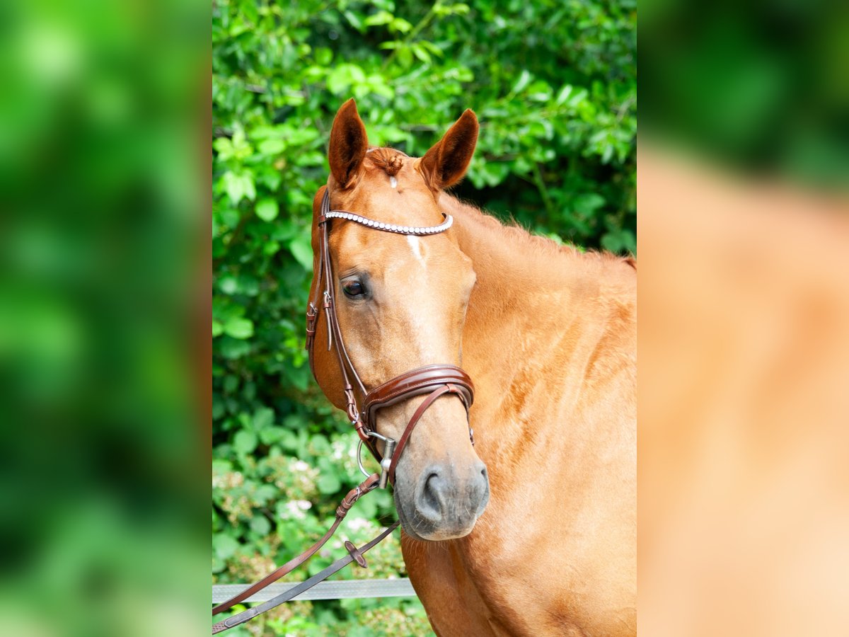 NRPS Gelding 5 years 17 hh Chestnut-Red in Maarsbergen