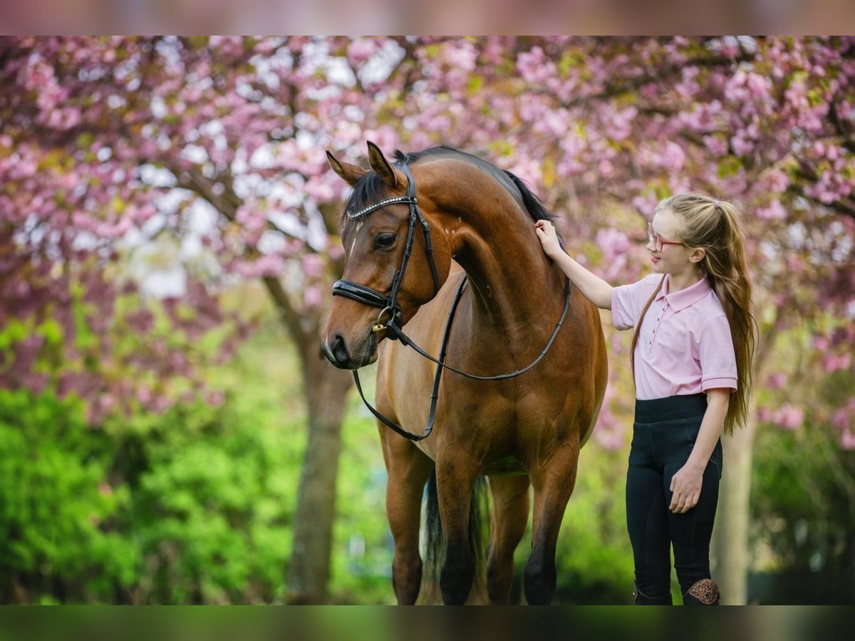 NRPS Gelding 6 years 14,1 hh Brown in Grebenhain
