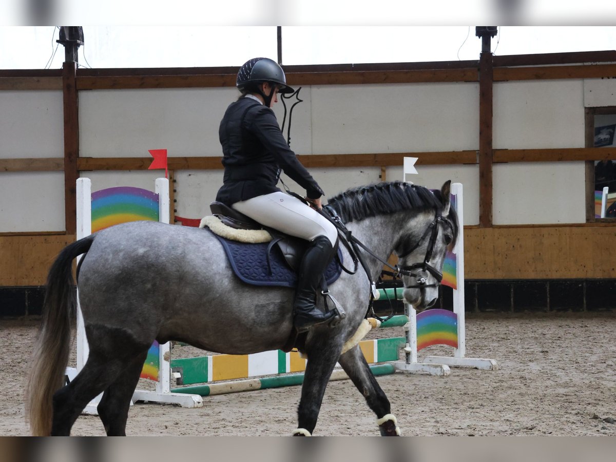 NRPS Mix Gelding 6 years 15,1 hh Gray-Blue-Tan in Uedem