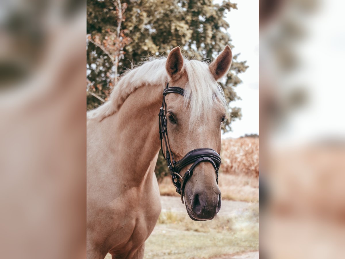 NRPS Gelding 6 years 15,1 hh Palomino in De Rijp