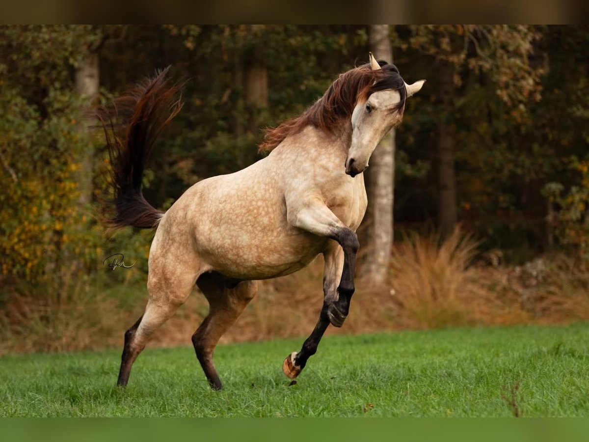NRPS Mix Gelding 6 years 15,3 hh Buckskin in Oldeberkoop