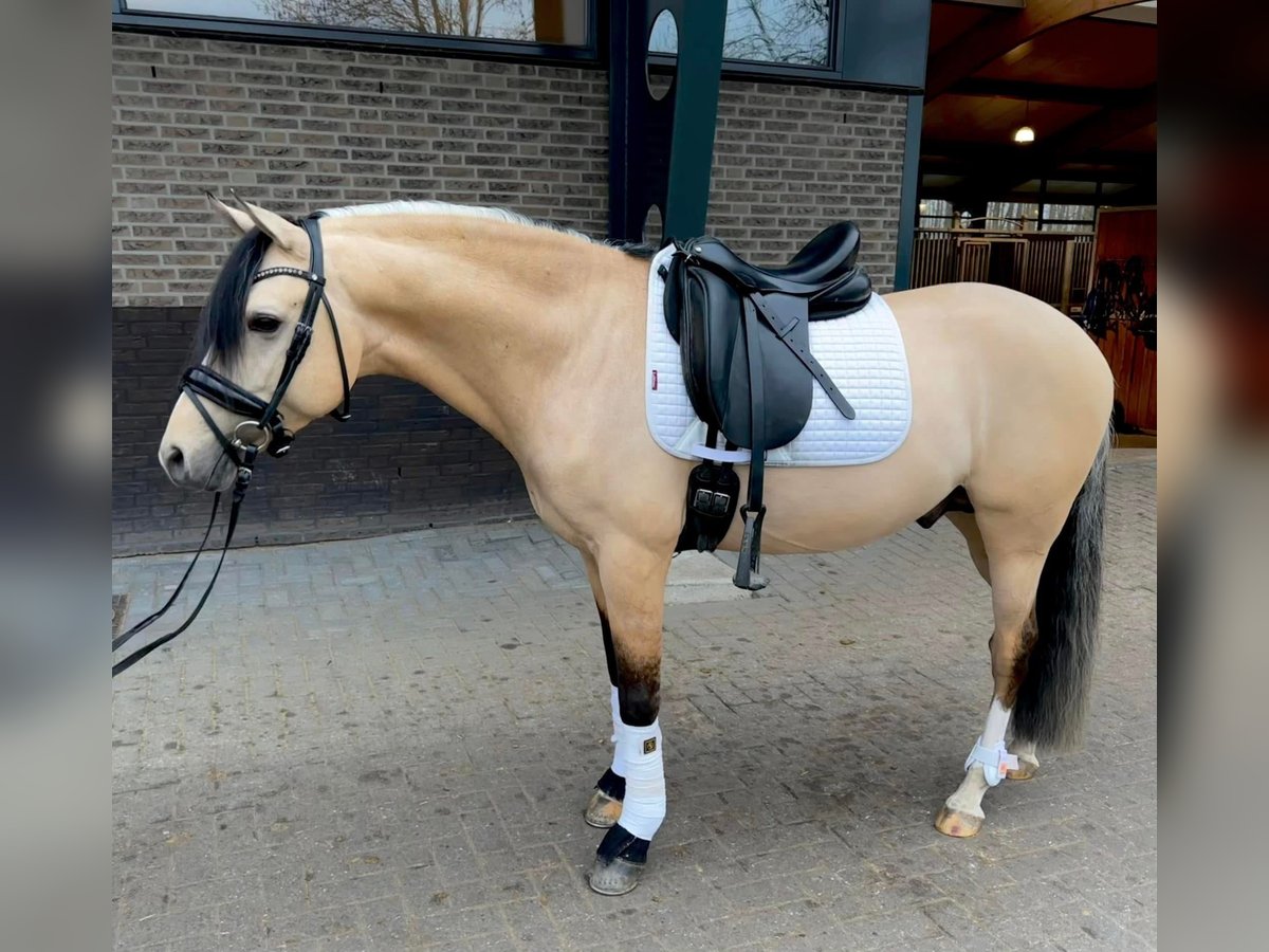 NRPS Gelding 7 years 14,1 hh Dun in Ouderkerk aan de Amstel