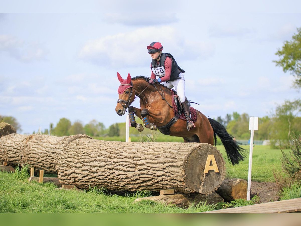 NRPS Mix Gelding 8 years 14,1 hh Brown in Meerle