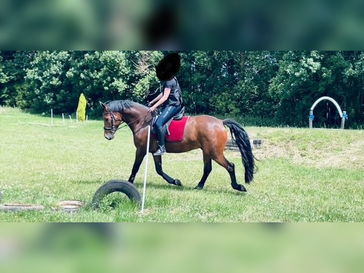 NRPS Gelding 8 years 15,1 hh Brown in Laarne