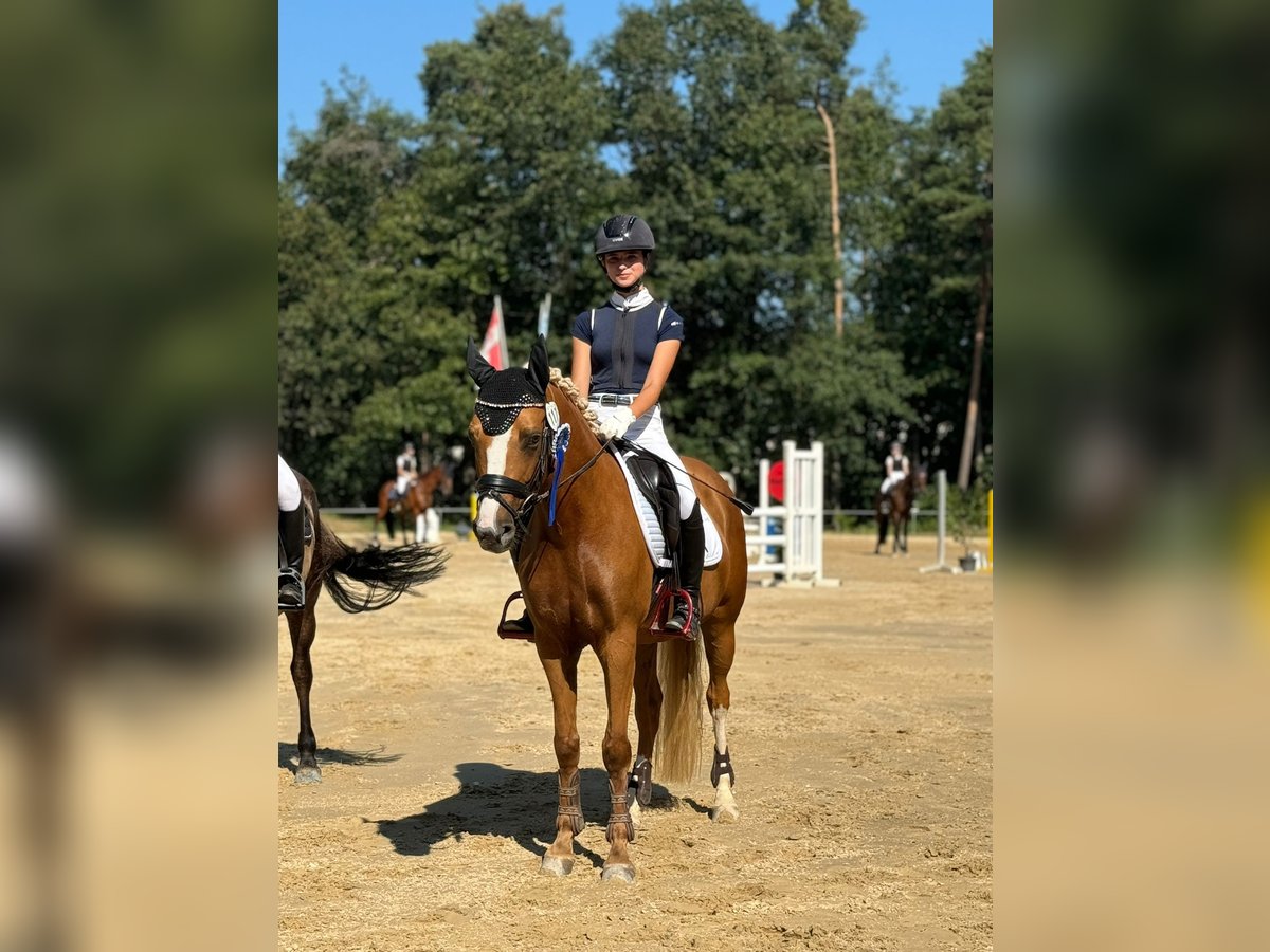 NRPS Gelding 8 years Palomino in Hanau