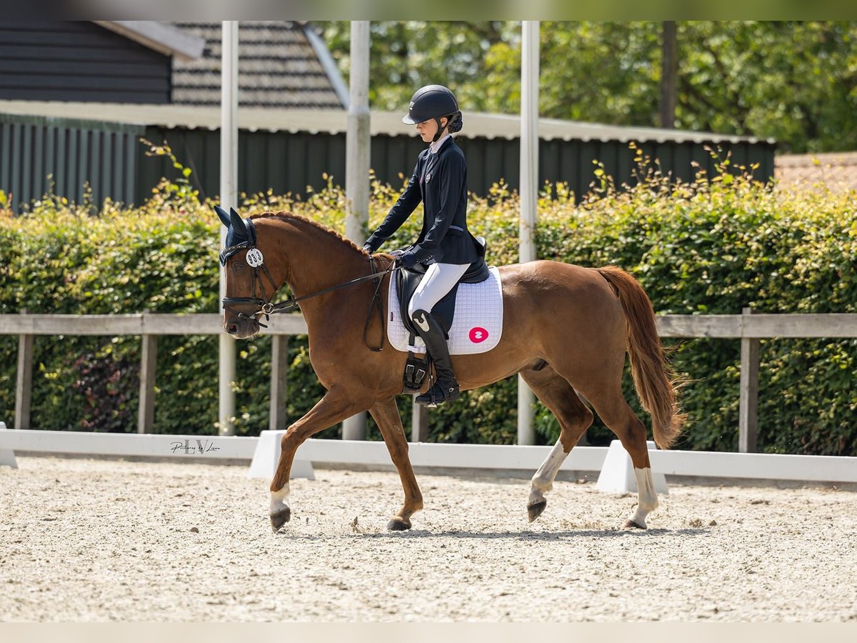 NRPS Gelding 9 years 14,2 hh Chestnut-Red in Scherpenzeel