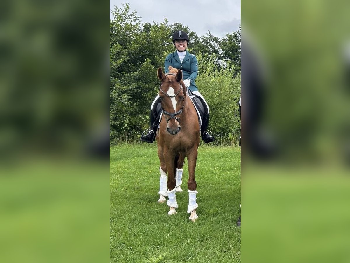NRPS Gelding 9 years 15,3 hh Chestnut-Red in Eibergen