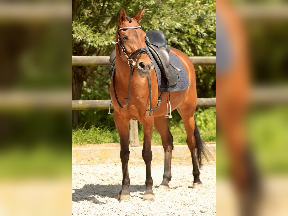 NRPS Giumenta 10 Anni 147 cm Baio in Noordeloos