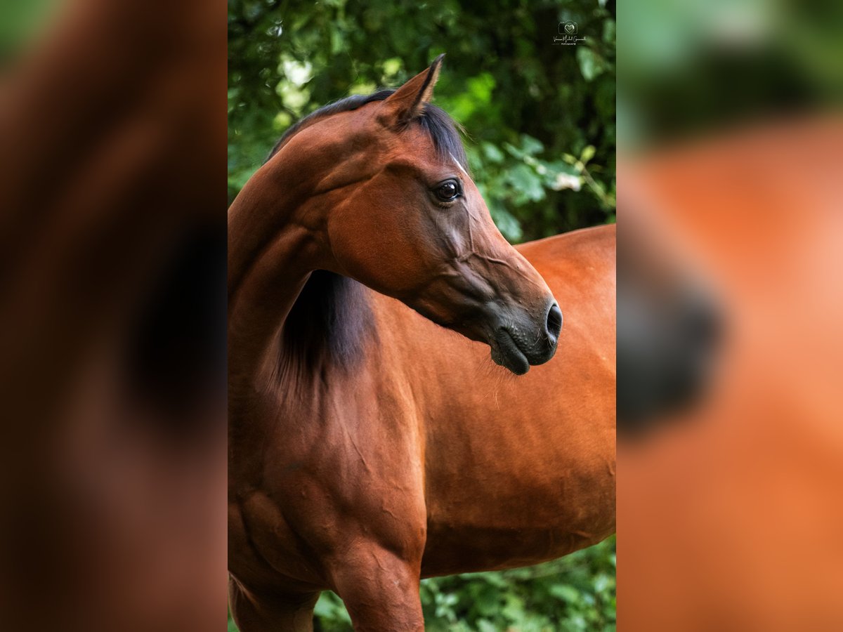 NRPS Giumenta 12 Anni 148 cm Baio in Kempen