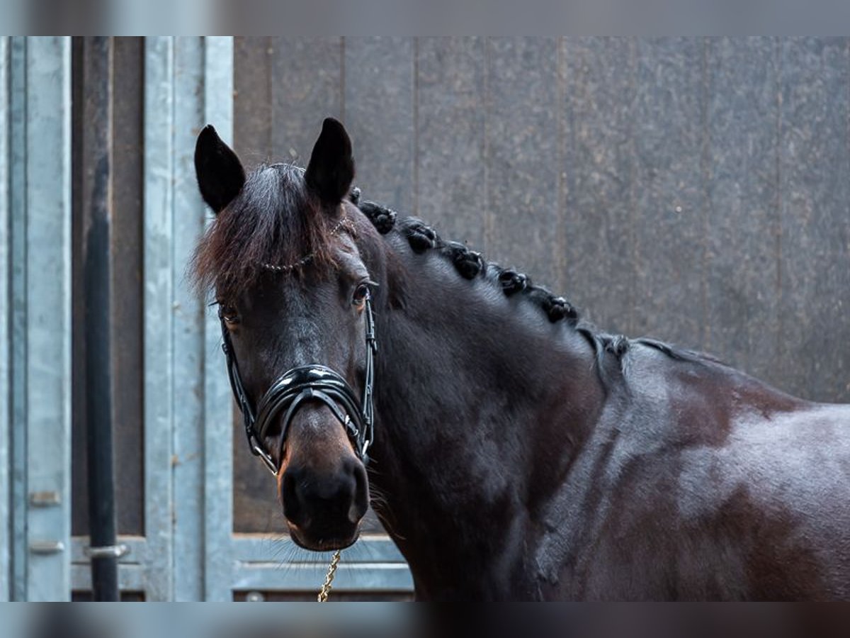 NRPS Giumenta 12 Anni 161 cm Baio in Hoogezand