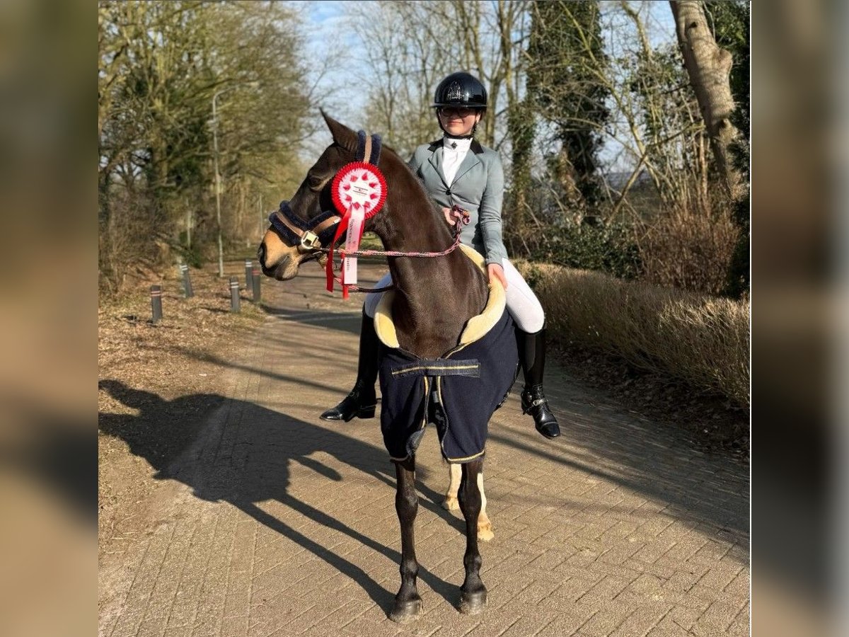NRPS Giumenta 17 Anni 143 cm Baio in Beilen