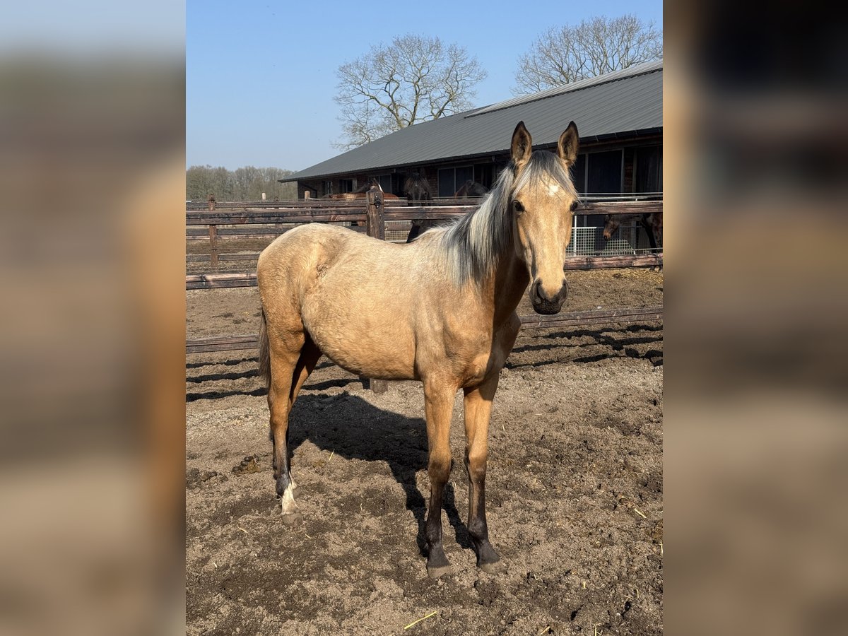 NRPS Giumenta 1 Anno 140 cm Pelle di daino in Apeldoorn