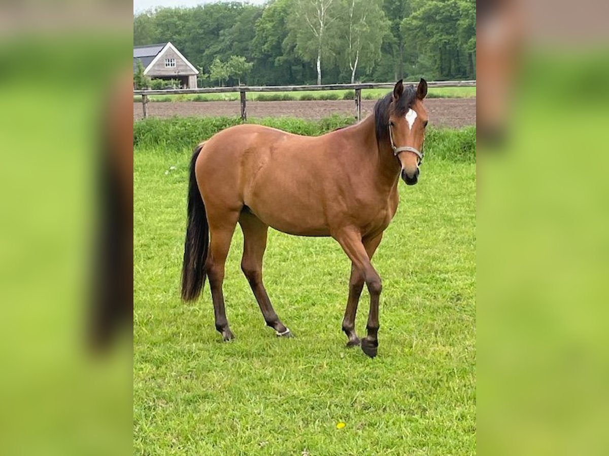 NRPS Giumenta 2 Anni 145 cm Baio in Holten