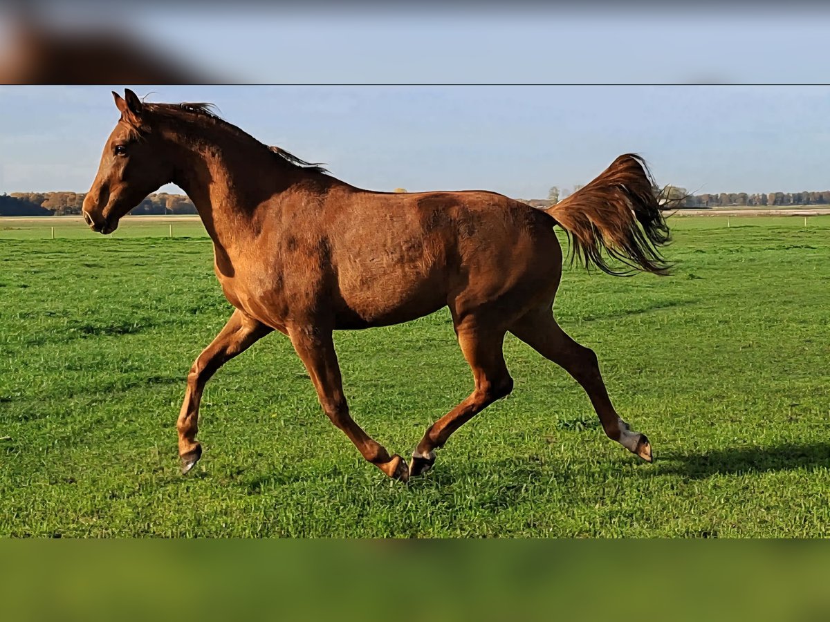 NRPS Giumenta 2 Anni 166 cm Sauro in Dalerveen