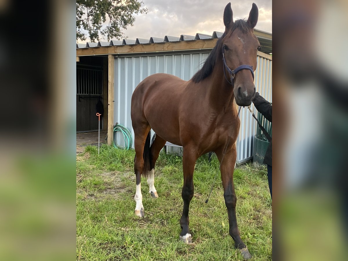 NRPS Giumenta 3 Anni 156 cm Baio in Stieltjeskanaal