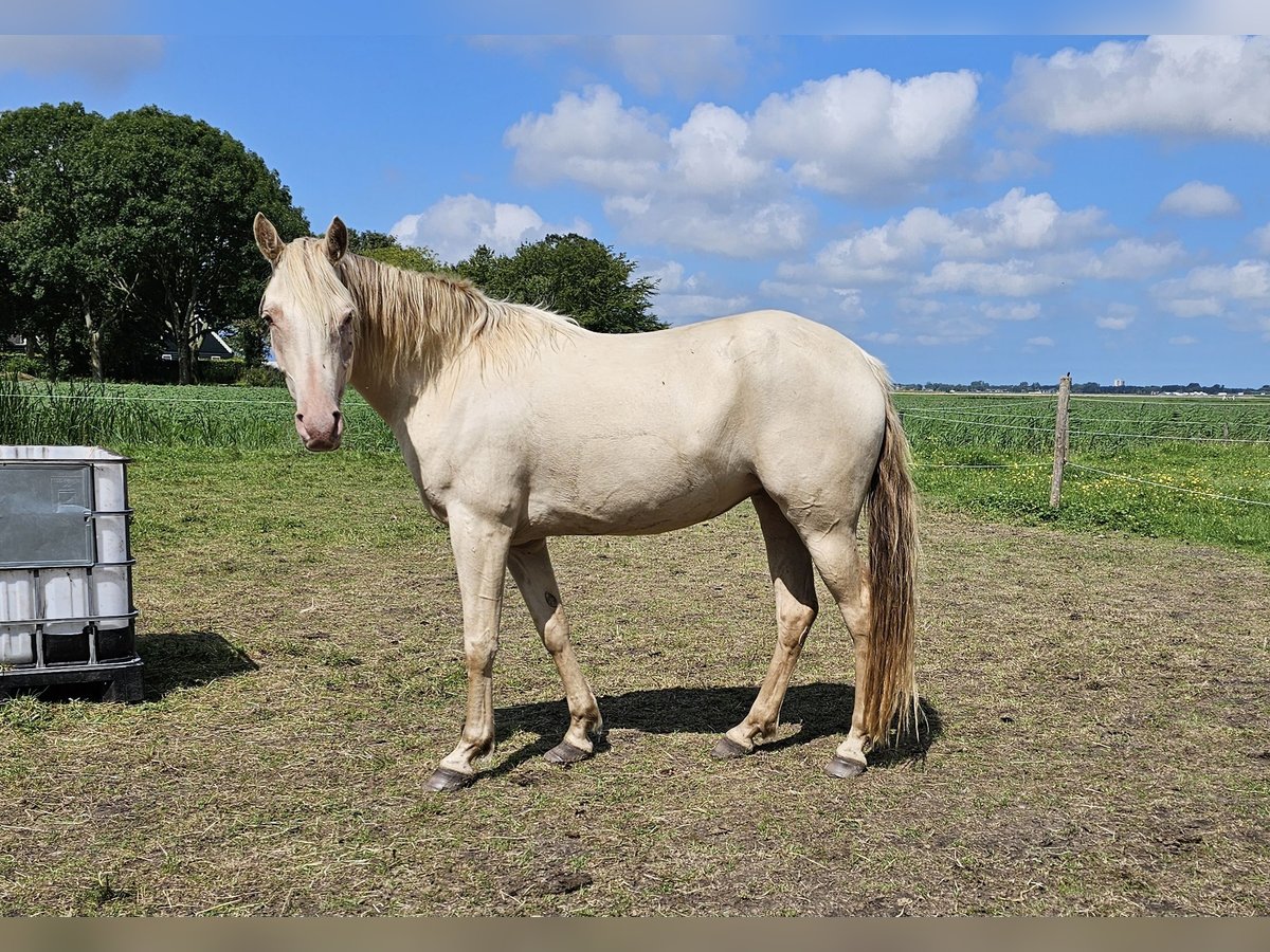 NRPS Giumenta 3 Anni 160 cm Champagne in Stompetoren