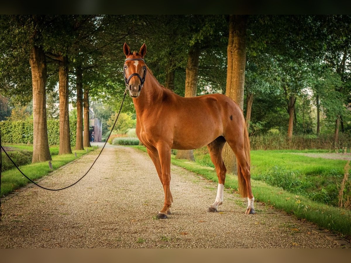 NRPS Giumenta 4 Anni 145 cm Sauro ciliegia in Sint-Oedenrode