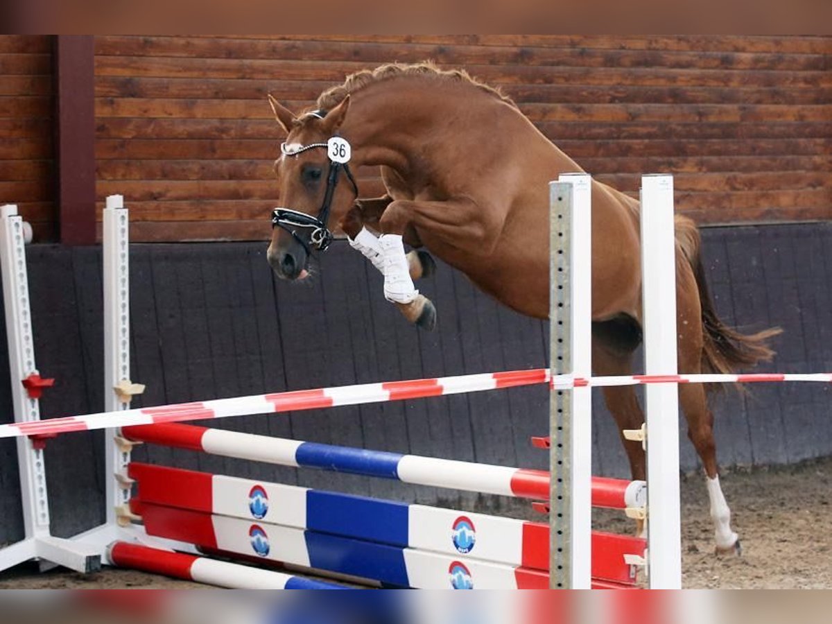 NRPS Giumenta 5 Anni 143 cm Sauro in sint michielsgestel