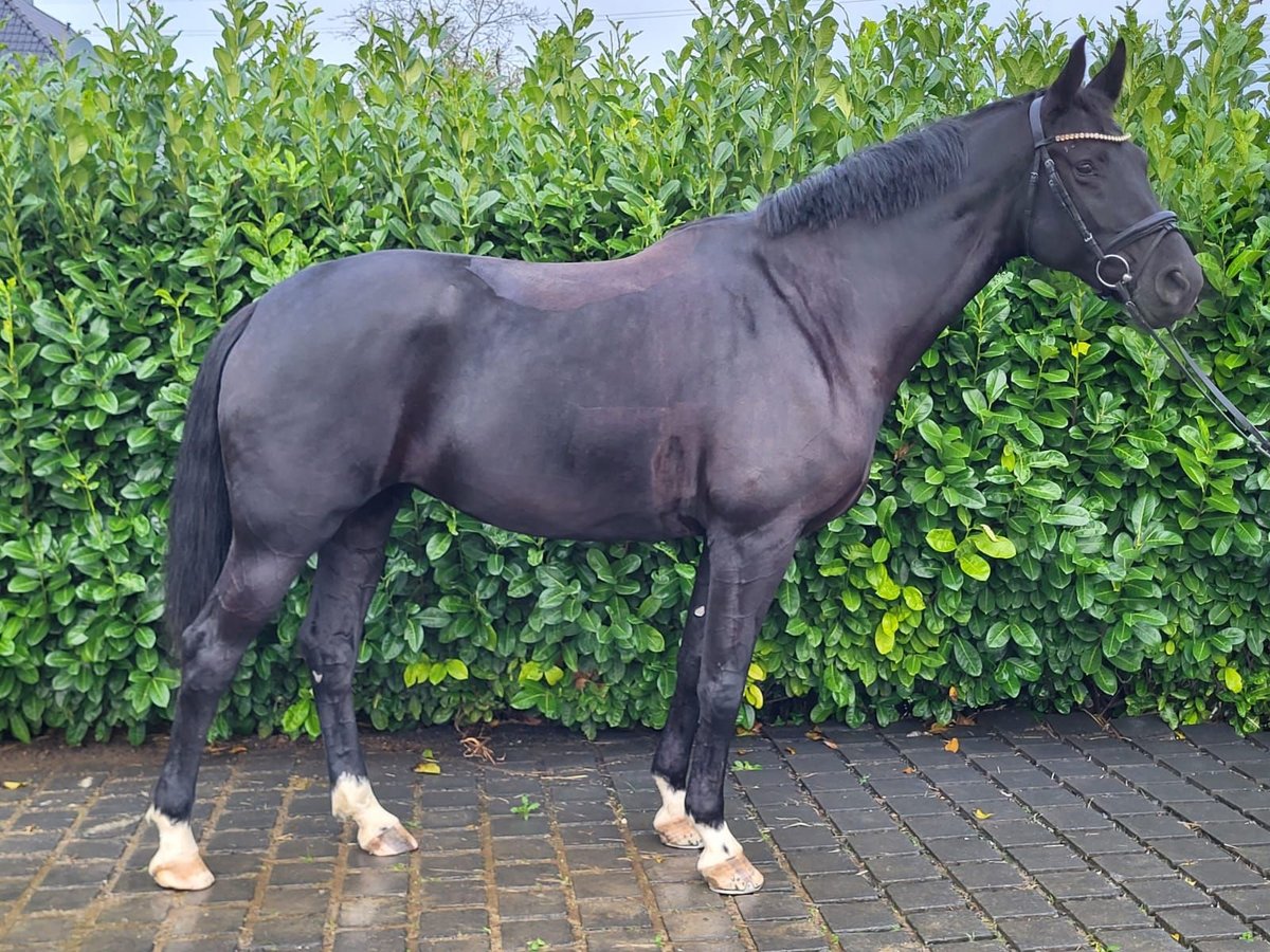 NRPS Giumenta 5 Anni 177 cm Morello in Heinsberg